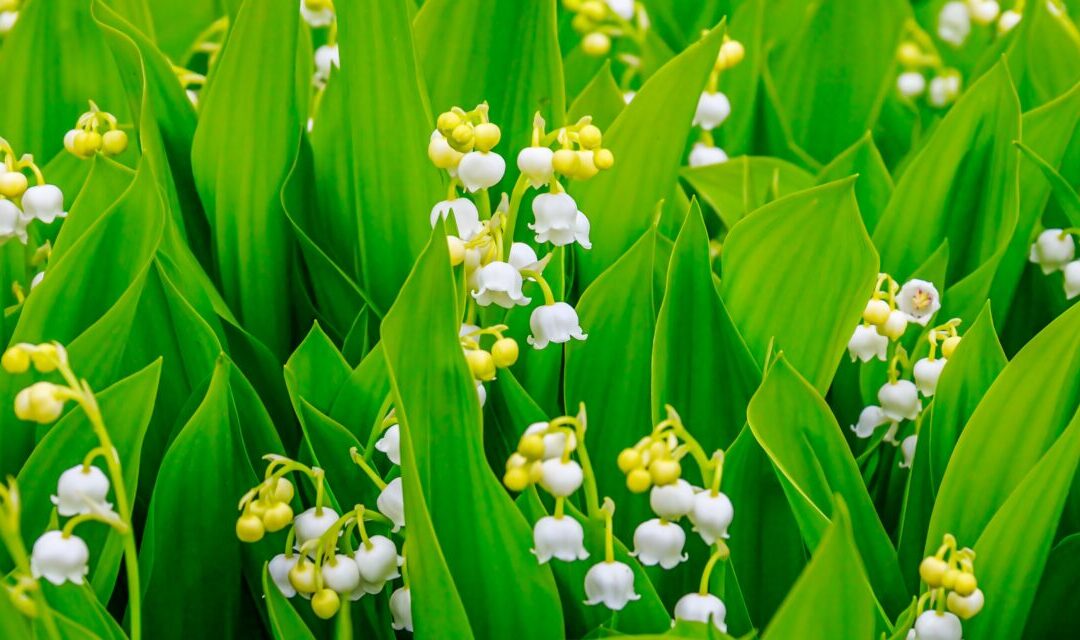 Lily of the Valley for good luck
